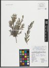 Foto von Salix repens subsp. rosmarinifolia (L.) Andersson